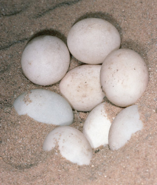 яйца черепах