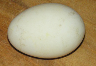 яйцо гусиное